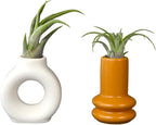 Live Air Plants with Decorative White & Orange Air Plant Holder Duo (2-Pack), Easy Plant Gift, Non-Toxic Pet Friendly Plants, Air Plants Live Plants in Small Plant Pots, Home Decor by Plants for Pets