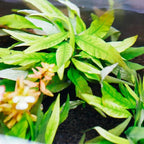 SubstrateSource Live Plant - Willow Hygro 'Rubra' (Hygrophila angustifolia) - Easy Care, Moderate to High Light, Reddish-Green Accent, Freshwater Aquatic Plant for Aquascaping - Lead Bunch