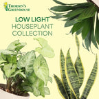 Thorsen's Greenhouse Live Low Light Houseplants (4 Pack), Easy to Grow Indoor Plants, Grower's Choice Bundle, 4-inch Diameter Established Plants, Nursery Pot (4-Pack)