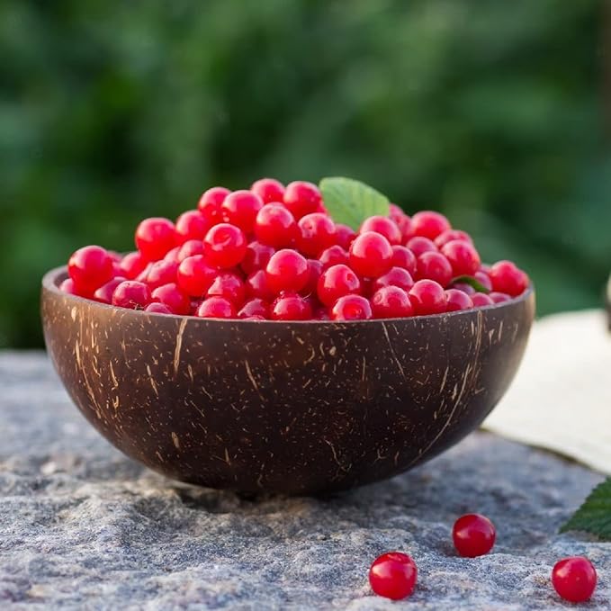 Nanking Cherry 1-2 Ft Plant - Versatile, Perennial, Early Fruiting, High Yielding Nanking Cherry Plant | Low Maintance & Easy-to-Grow Fruit Tree (4 Pack)
