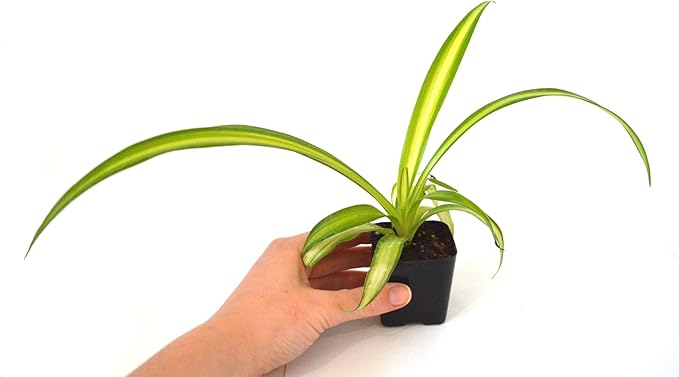 9GreenBox - Ocean Spider Plant - Easy to Grow - Cleans The Air - New - 2 Pack
