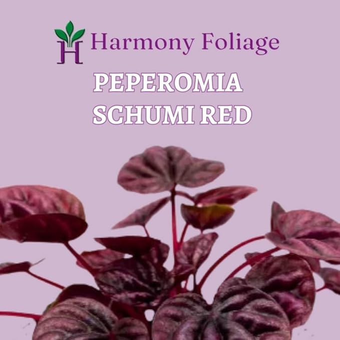 BubbleBlooms Red Emerald Ripple Peperomia in a 4 inch Pot Pep Caperata