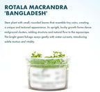 SubstrateSource Live Plant - Rotala Coin Leaf Tissue Culture Aquatic Live Aquarium Plant - 100% Snail Free in Vitro Cup (Rotala Coin Leaf)
