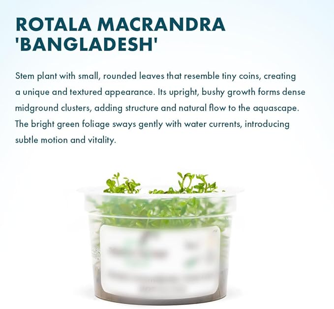 SubstrateSource Live Plant - Rotala Coin Leaf Tissue Culture Aquatic Live Aquarium Plant - 100% Snail Free in Vitro Cup (Rotala Coin Leaf)