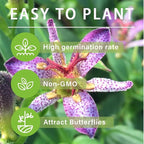 30+Perennial Tricyrtis Wonder Toad Lily Flower Seeds to Plant Outdoor-Hardy Lily Bare Root Plant Garden Home Non-GMO Heirloom