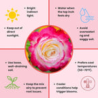 Rose Live Plant, Roses Flower Plant, Fragrant Flower for Planting, 4-6 Inches Tall, Bush Shrub Plants, Well Rooted, Ready to Grow (Pink White Rose)