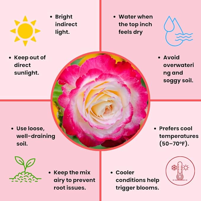 Rose Live Plant, Roses Flower Plant, Fragrant Flower for Planting, 4-6 Inches Tall, Bush Shrub Plants, Well Rooted, Ready to Grow (Pink White Rose)