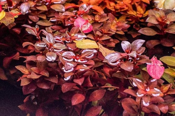 4 Red Aquarium Plants Rotala Ludwigia Super Wendtii Red Tiger Lotus Tropical Freshwater Live Aquarium Plant Decorations by Big Kahuna Aquatics