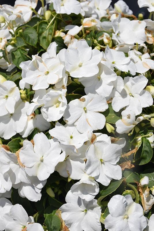 RedCrocus Impatiens Xtreme White – Vibrant White Flowering Annual, Perfect for Shade Gardens & Containers, Attracts Pollinators, Easy Care, Pet Safe (with Caution) 6" Pot (Pack of 5)