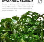 Ultum Nature Systems Live Tissue Culture - Hygrophila 'Araguaia' (Hygrophila lancea) - Moderate - High Light - Reddish-Brown Accent - Midground - 100% Snail Free Grown in-Vitro - Regular Cup
