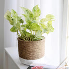 Pothos 'Marble Queen' (6 inch) - Air-Purifying Houseplants - 4/6 inch Unique Live Decorative Houseplants - Low-Maintenance Indoor Plants, House Warming Gift, Natural Air Purifier