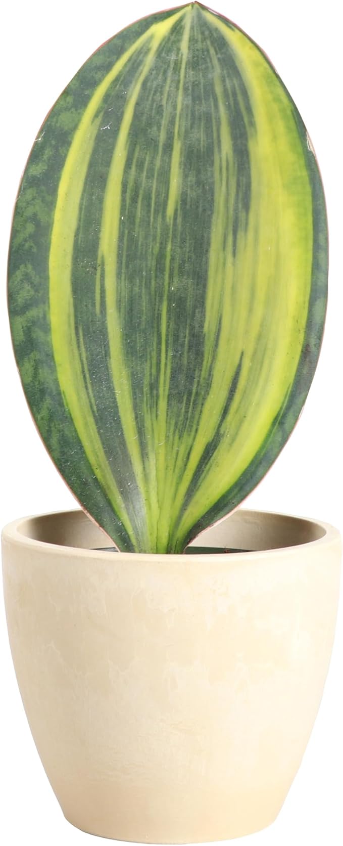 Thorsen's Greenhouse Live Variegated Whale Fin Snake Plant, Low Light, Collector Houseplant, 4-inch Diameter Mature Plant (Natural)