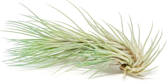 Teal Blue Colorful Tillandsia Air Plants - Long Lasting Color Enhanced Live Tillandsia Succulent House Plants - Home and Garden Decor - Easy Care Indoor and Outdoor (Funckiana, Pack of 3)