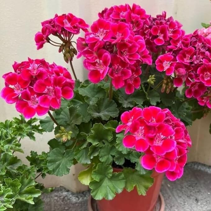 Set 2 Geranium Plants Live, 4-9 Inches Tall, Hardy Flowering Geraniums for Garden or Pots, Fragrant Perennial Blooms (Pink Geranium)