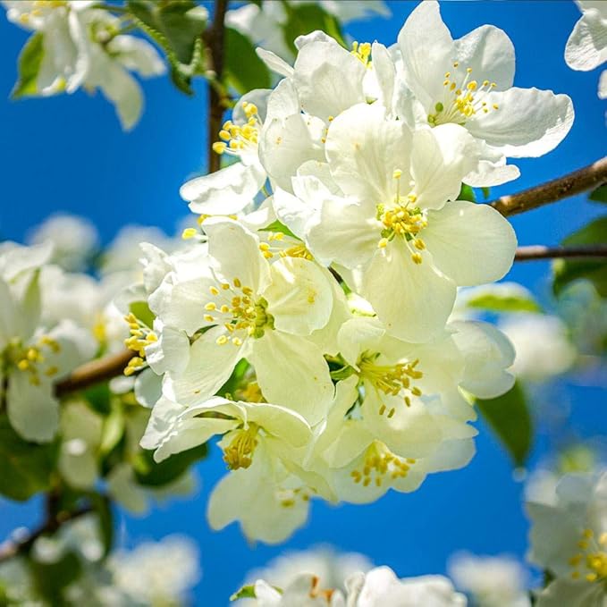 Brighter Blooms - Fuji Apple Tree, 5-6 ft. - No Shipping to AK, AZ, CA, HI, ID, OR, WA