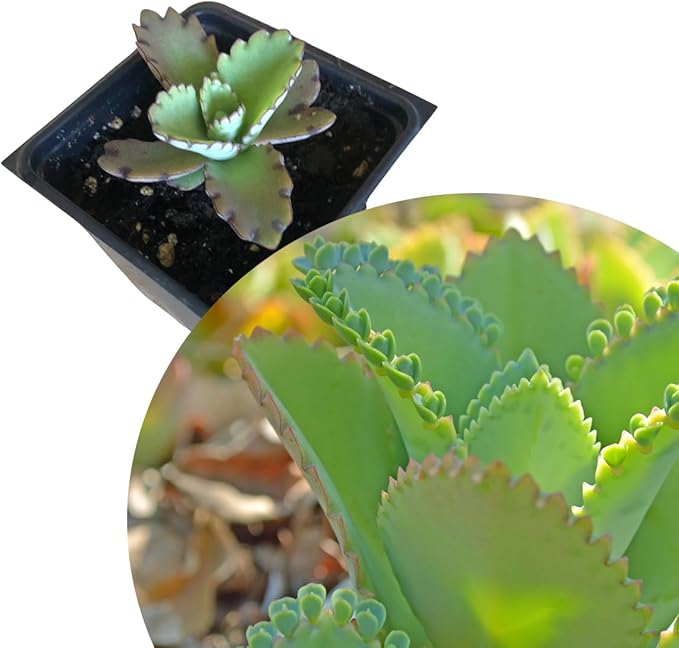 Organic Mother of Millions Plant (Kalanchoe laetvirens) Live Plant in 2.5 inch Pot | Amazing Succulent Easy-to-Grow by Smoke Camp Crafts