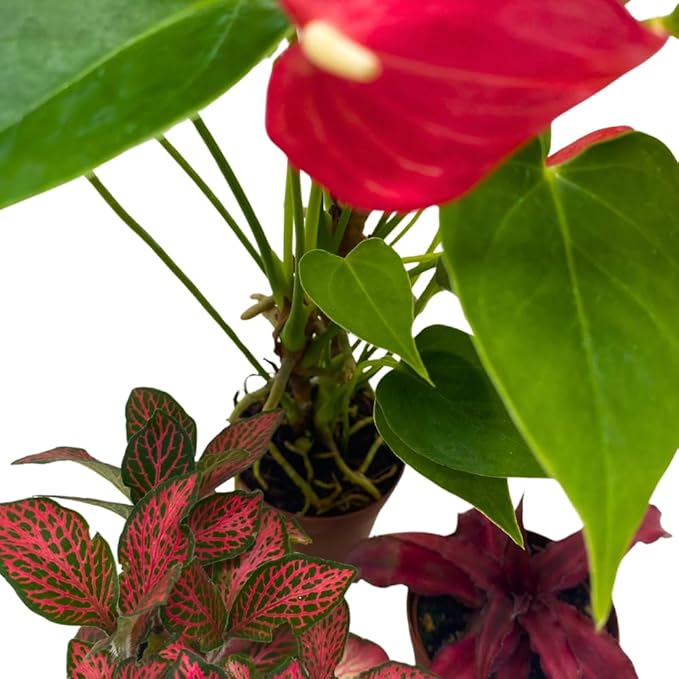 BubbleBlooms Red House Plants Foliage Assortment Set of 3 in 2 inch pots