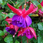 2 Fuchsia Plants, Live Fragrant Fuchsia Flower Bush Shrub, 3-6 Inches Tall (Purple Red)