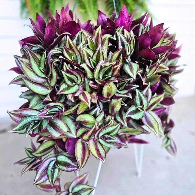 Wandering Jew Live Plant, Purple Tradescantia Zebrina Succulent Plant Live for Growing Hanging Basket Plant, 4 Inc Pot