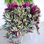 Wandering Jew Live Plant, Purple Tradescantia Zebrina Succulent Plant Live for Growing Hanging Basket Plant, 4 Inc Pot