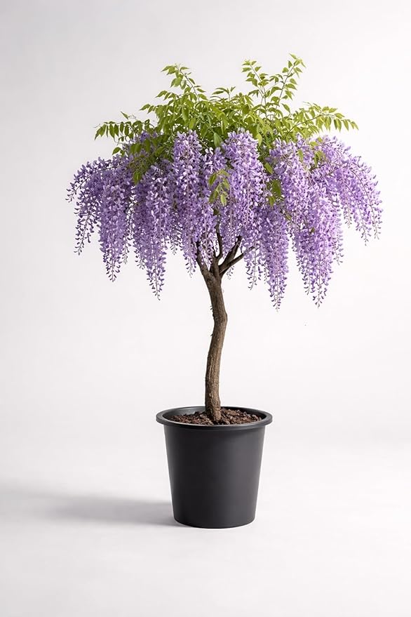 Purple Wisteria Tree Seedling for Planting - 1 Year Old Well Rooted Seedling - Starter for Bonsai Training or Outdoor Planting – Deciduous Flowering Vine Tree