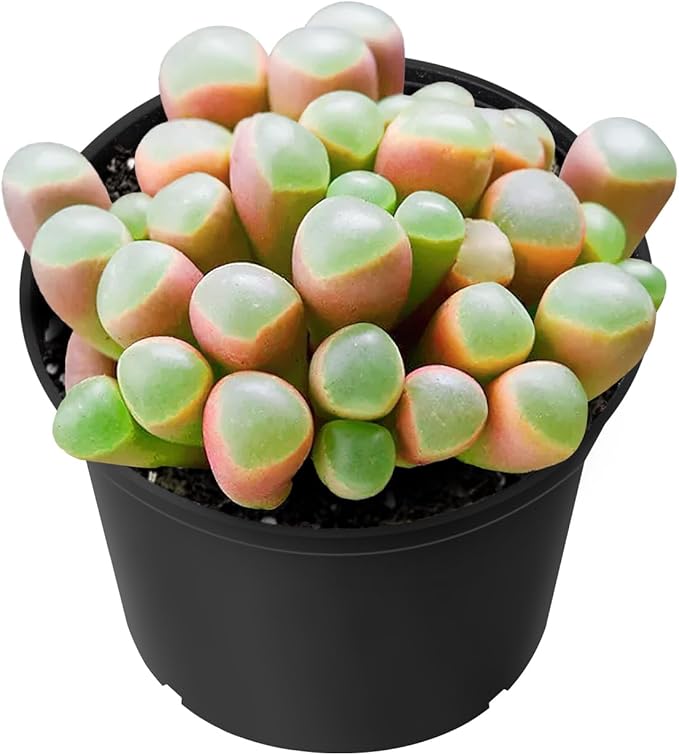 Sprout N Green Baby Toes Succulent, Live Fenestraria rhopalophylla Plant Fully Rooted in 2" Pot wit Soil Mix, Home Office Wedding Decoration DIY Projects Party Favor, Easy to Care, Pet Friendly