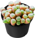 Sprout N Green Baby Toes Succulent, Live Fenestraria rhopalophylla Plant Fully Rooted in 2" Pot wit Soil Mix, Home Office Wedding Decoration DIY Projects Party Favor, Easy to Care, Pet Friendly