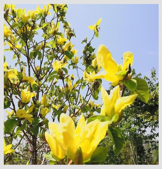 Yellow Jane Magnolia Live Plant – 18” Tall Flowering Shrub Tree