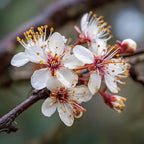 2 Purple Leaf Sand Cherry Trees/Shrubs - 3-4 Foot Tall Tall Live Plants - Purpleleaf Cistena Plum Bushes - Prunus x cistena - (2 Pack)