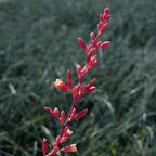 Live Succulents Plants Live Red Yucca Plant, Outdoor Plants Live Yucca Plants, Outdoor Yucca Plants Live Plants, Succulent Plants Live Outdoor Plants, Succulents Live Accent Plant by Plants for Pets