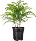 Thorsen's Greenhouse Live Norfolk Island Pine Plant, Christmas Greenery Gift or Decor, Air Purifying Premium Indoor Houseplant, Mature 4" Diameter Pot (Nursery Pot, 4-inch Pot)