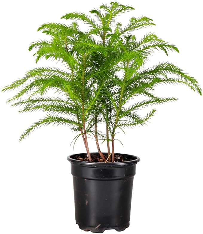 Thorsen's Greenhouse Live Norfolk Island Pine Plant, Christmas Greenery Gift or Decor, Air Purifying Premium Indoor Houseplant, Mature 4" Diameter Pot (Nursery Pot, 4-inch Pot)