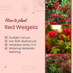 Red Weigela Live Plant Blooming Shrub, 1-2 Ft Hardy Dormant Perennial Flowering Bush for Garden Borders