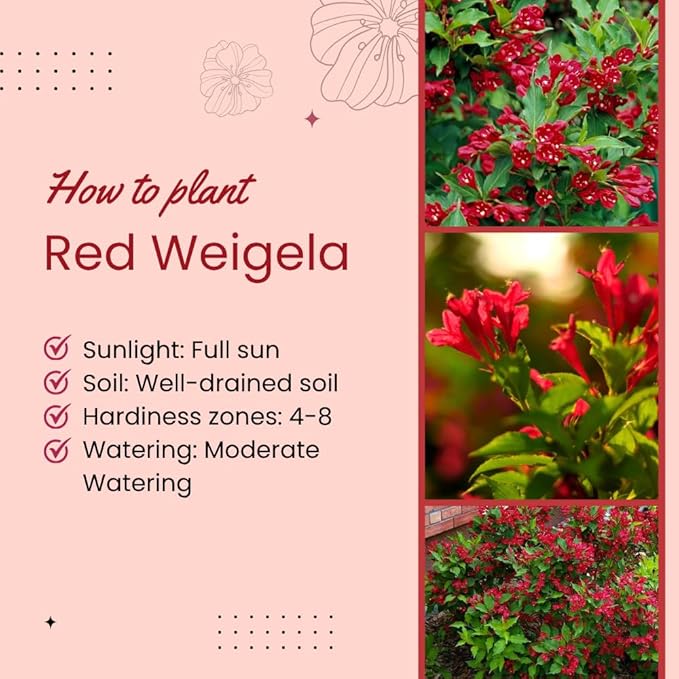 Red Weigela Live Plant Blooming Shrub, 1-2 Ft Hardy Dormant Perennial Flowering Bush for Garden Borders