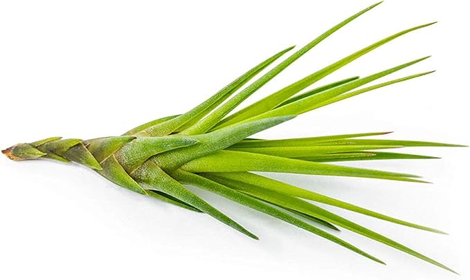 Tillandsia Air Plants Live Indoor Plants (100 Pack), Air Plants Bulk Party Favors or Wedding Favors Live Plants, Air Plant Lover Gifts, DIY Terrarium Kit, Air Succulents Plants Live by Plants for Pets