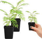 My Shelfie - Mini Jacaranda Tree, 3-4 Inch Tall Bonsai Tree in 2-Inch Pot, Live Plants Outdoor Hardiness Zones 9-11, Bonsai Live with Purple Flowers (2)