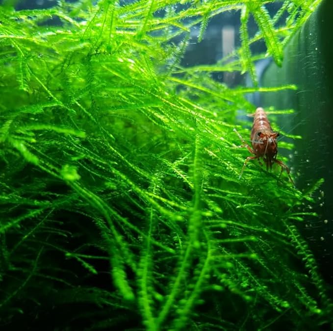 Java Moss Freshwater Live Aquarium Plants on Pad Easy Aquascaping for Fish Tank Decoration