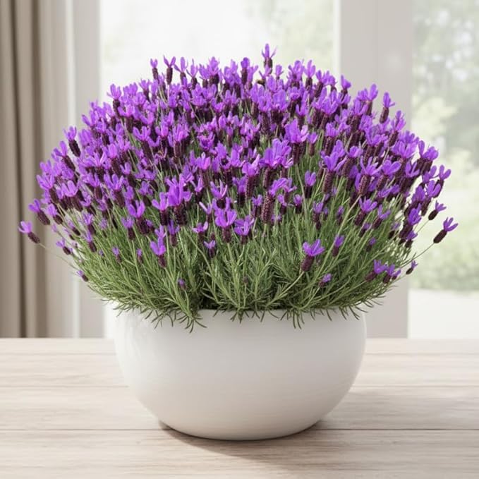 4 Lavender Plants Live Starter Plants 4-6" in Tall, Hardy Perennial Lavender for Garden and Landscape with Fragrant Purple Blooms, No Pot (Pink-Purple)
