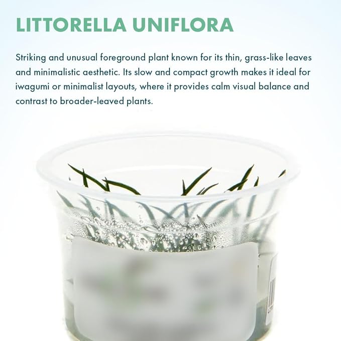 SubstrateSource Live Plant - Shoreweed (Littorella uniflora) - Foreground Rosette, Snail-Free in Vitro Aquarium Plant - Tissue Culture