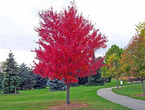 American Red Maple Shade Tree - Live Plant Shipped 3 Feet Tall by DAS Farms