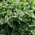 Sets 3 Catnip Mint Plants Live Fast Growing for Spring Planting, Fragrant Culinary Herb Mint for Indoor Outdoor Gardening, Cold Hardy
