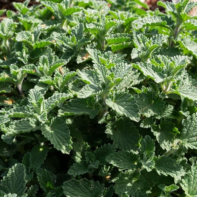 4 Catnip Mint Plants Live for Spring Planting, Fragrant Culinary Herb Mint for Indoor Outdoor Zones 3-11, Very Hardy and Fast Growing, Size 4-7" in Tall