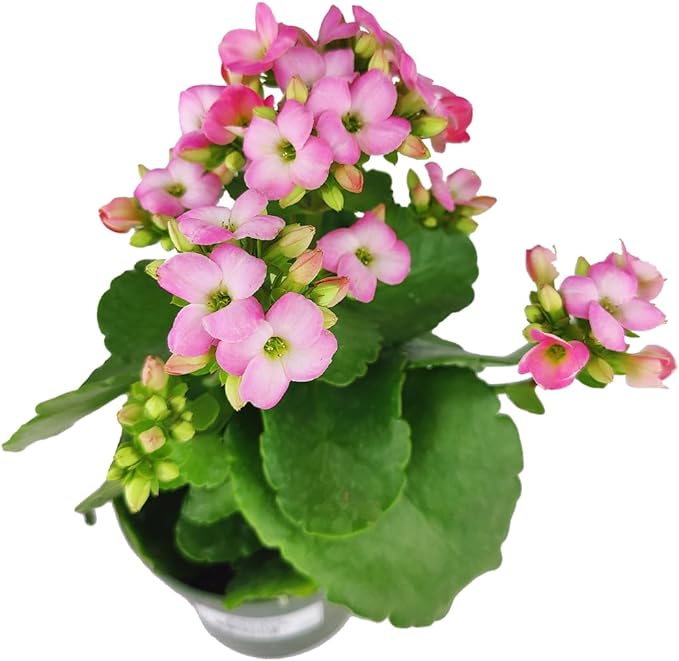 Live Indoor Flowering Houseplants, Pink Kalanchoe blossfeldiana Flaming Katy in 4" Grower Pot, Easy Care Houseplants, Live Plants for Home and Office Decor