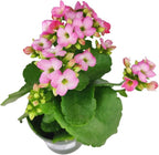Live Indoor Flowering Houseplants, Pink Kalanchoe blossfeldiana Flaming Katy in 4" Grower Pot, Easy Care Houseplants, Live Plants for Home and Office Decor