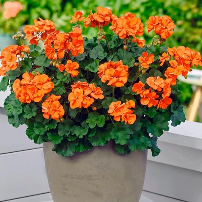 Set 2 Geranium Plants Live, 4-9 Inches Tall, Hardy Flowering Geraniums for Garden or Pots, Fragrant Perennial Blooms (Orange Geranium)