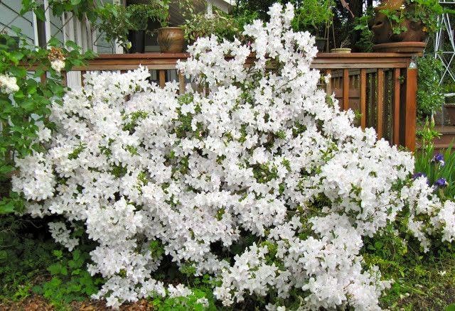 RedCrocus Girard's Pleasant White Azalea- Evergreen Shrub for Borders & Containers, Fragrant Spring Blooms, Deer-Resistant, Pet Safe, Well-Drained Acidic Soil, Compact & Shade Tolerant 3 G
