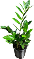 PLANTVERS Green ZZ Plant – Zamioculcas Zamiifolia | Hardy Tropical Foliage with Upright Glossy Leaves | Low-Light Tolerant & Easy Care for Home or Office Display (4" Grow Pot)