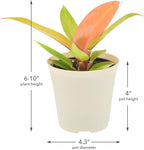 Arcadia Garden Products Live Prince of Orange Philodendron Rare Indoor Houseplant in Plastic Pot, Tropical Plant Collector Gift for Home and Garden Decor, 4-inch, Beige
