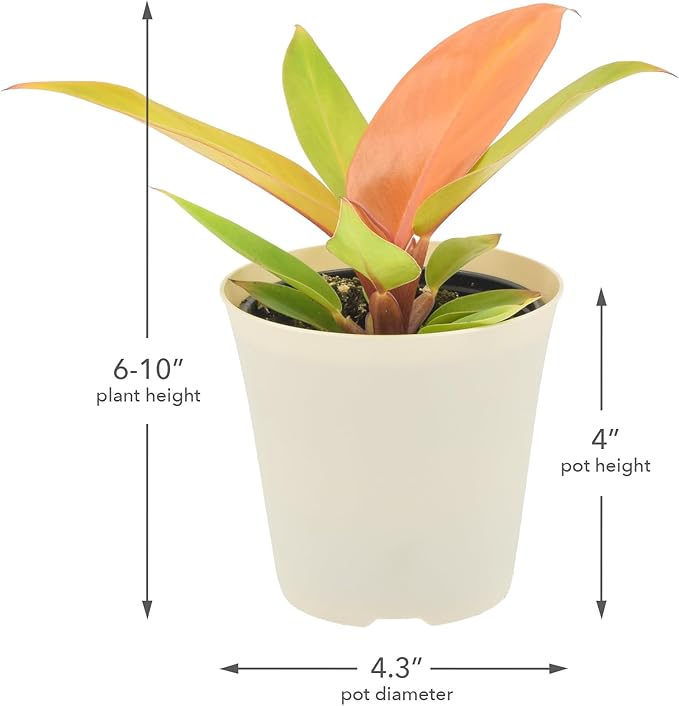 Arcadia Garden Products Live Prince of Orange Philodendron Rare Indoor Houseplant in Plastic Pot, Tropical Plant Collector Gift for Home and Garden Decor, 4-inch, Beige