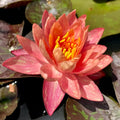 Live Water Lily Tubers | Pre-Grown Hardy Lily Rhizome in White, Pink, Red, Yellow, Orange, Purple (Orange)